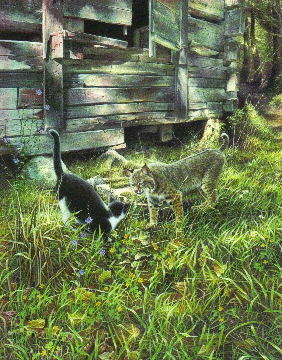 Painting of Pixie Bob and Domestic Cat