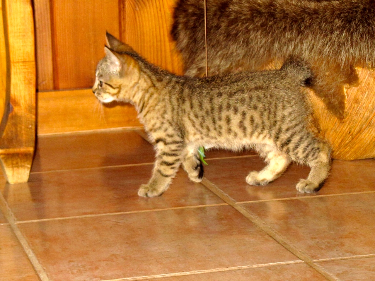 Pixie Bobcats & Polydactyl Kittens for Sale | Bobcat Legends